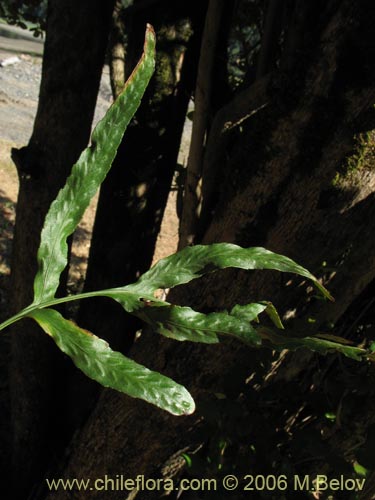 Polypodium feuillei의 사진